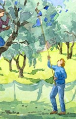 Picking Olives